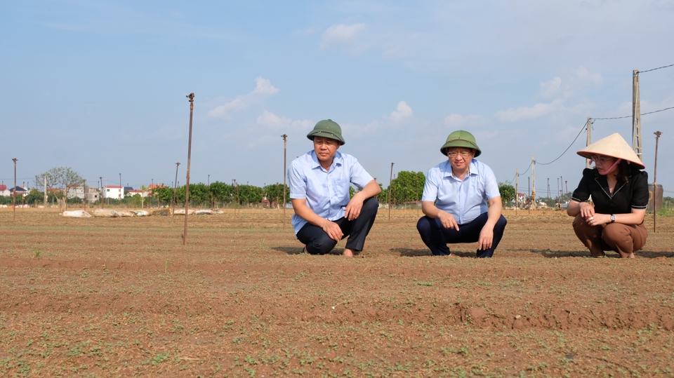 Dutzende Hektar Gemüse im Bezirk Me Linh und in ganz Hanoi wurden mit einer neuen Ernte bepflanzt.