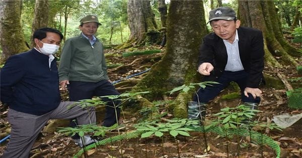 Kon Tum: Xo Dang people expect from Ngoc Linh ginseng seminar