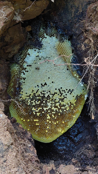 Les premiers gâteaux au miel lors du voyage de chasse aux abeilles