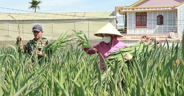 Giá hoa lay ơn giảm 1 nửa so với cùng kỳ, người dân Lâm Đồng chỉ lời 7 triệu đồng/sào