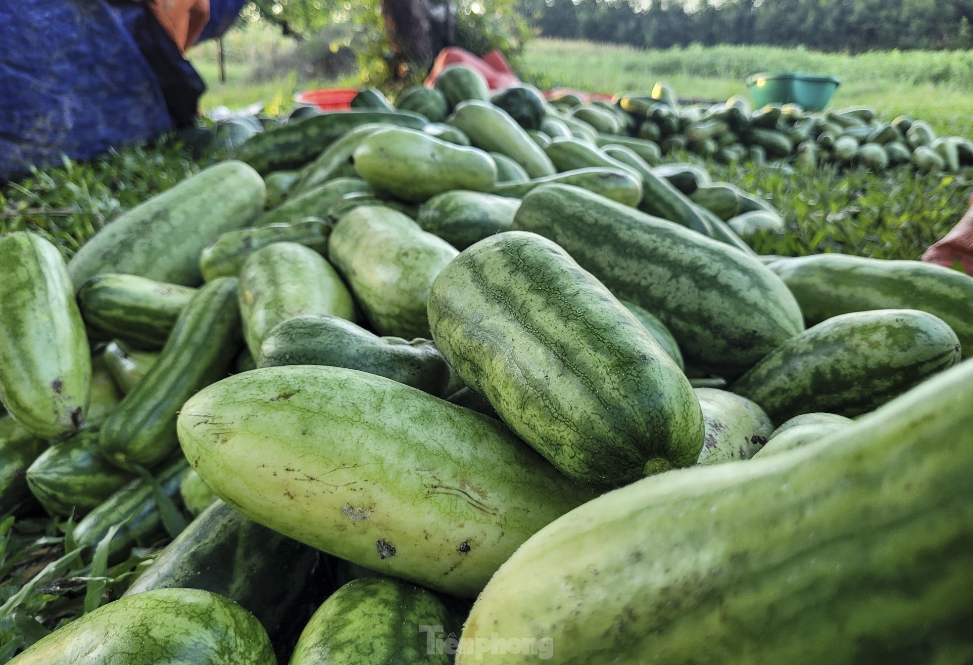 Die Bauern sind begeistert von der guten Melonenernte Foto 2