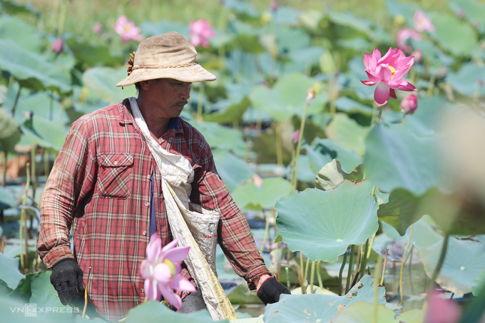 Ông Nguyễn Văn Thuật thu hoạch đài sen. Ảnh: Sơn Thủy