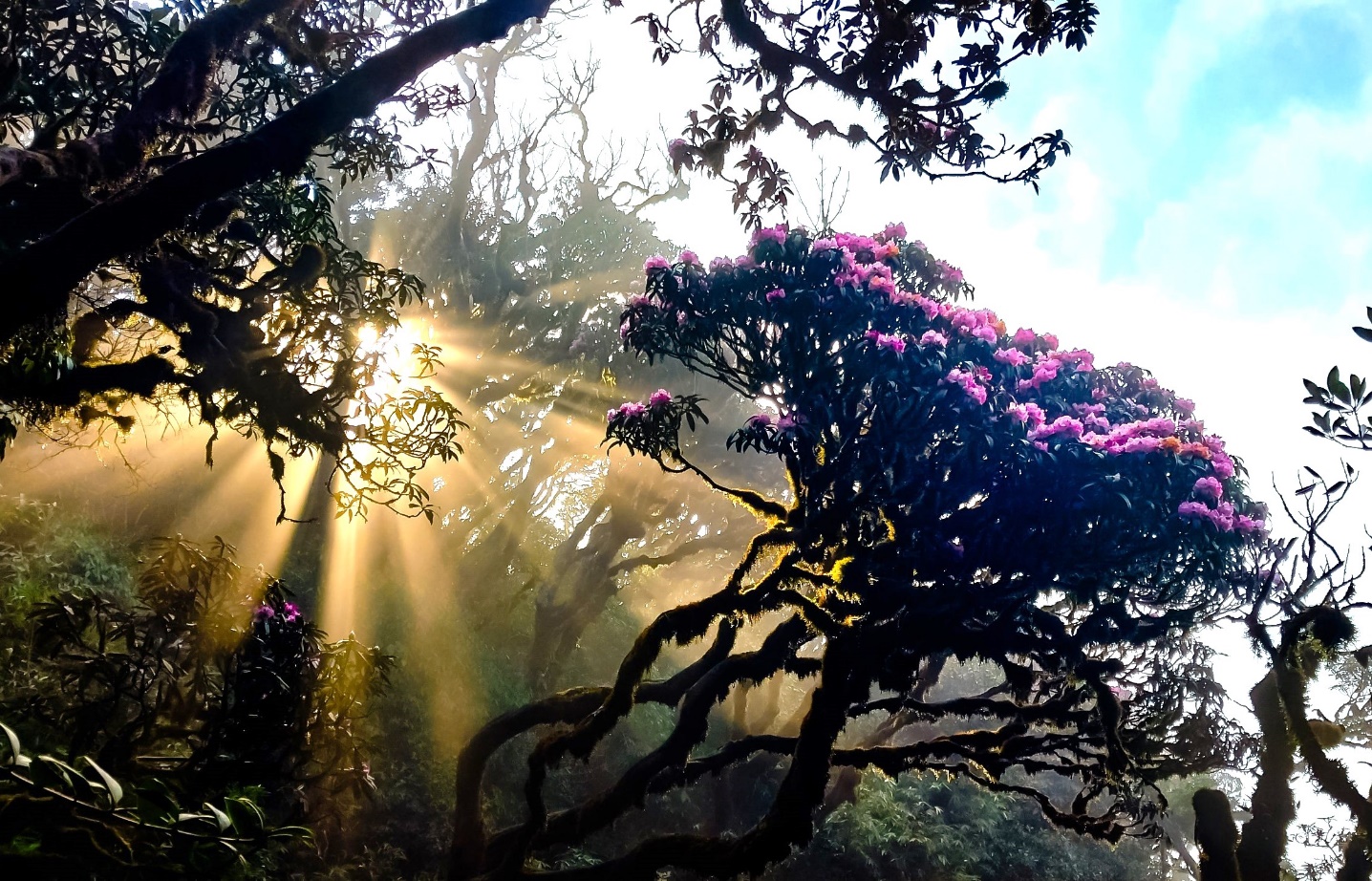 Another wonderful Rhododendron peak in Lai Chau for adventurous tourists