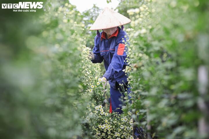 "May mắn vẫn giữ được ít hoa cúc họa mi trái mùa, để cây sớm ra nụ, tôi phải dùng phương pháp ủ cầu kỳ bằng nylon, buổi chiều phủ kín hoa, buổi tối lại bỏ ra, công việc này phải làm liên tục 40 - 45 ngày" chị Hải nói.