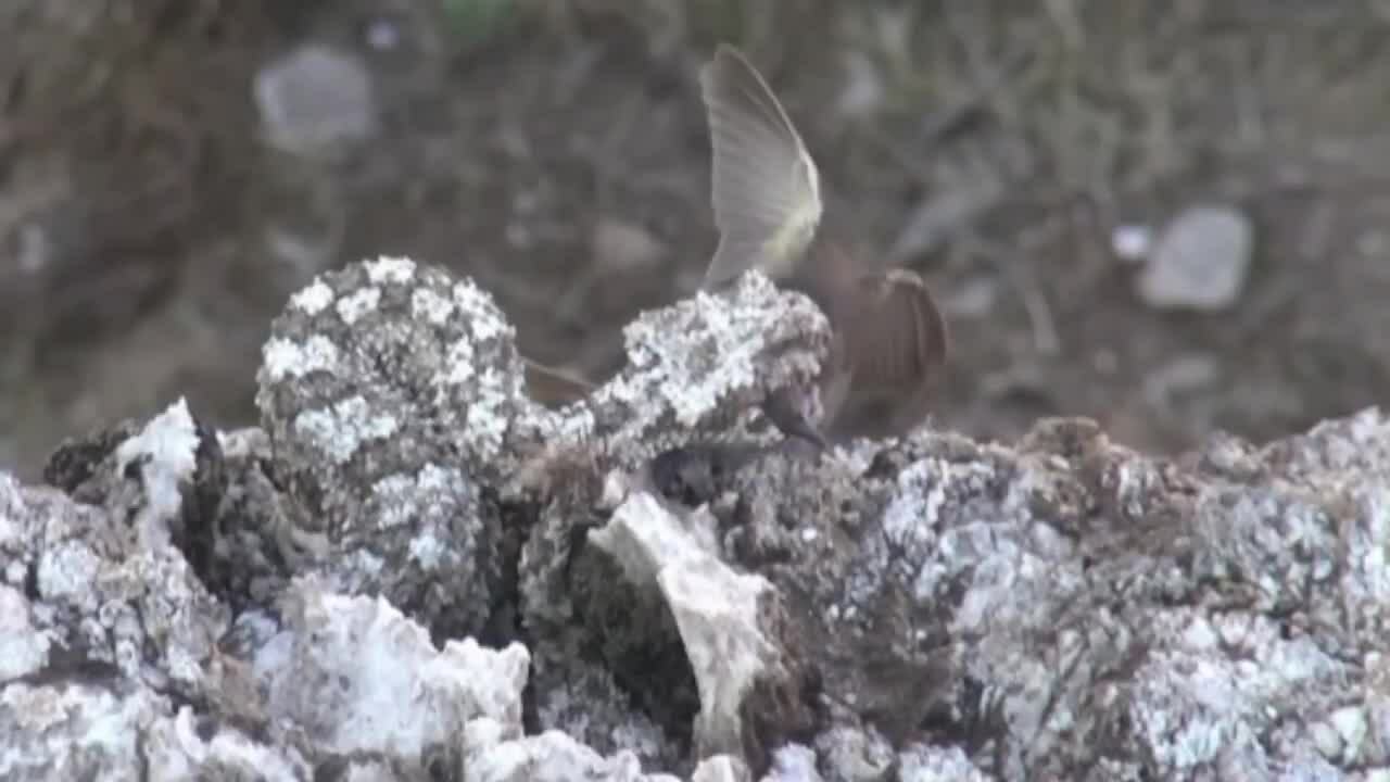 Snakes use their tails to pretend to be spiders to lure prey.