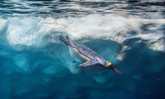 Le manchot empereur plonge dans l'eau. Photo: David Herraez Calzada