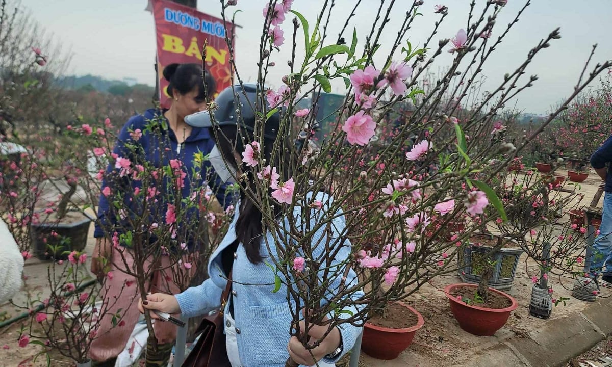 Mini peach and kumquat trees under 200,000 VND are in high demand.