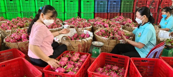 Tien Giang: La gente aumenta sus ingresos gracias a la participación en el modelo cooperativo (foto 2)