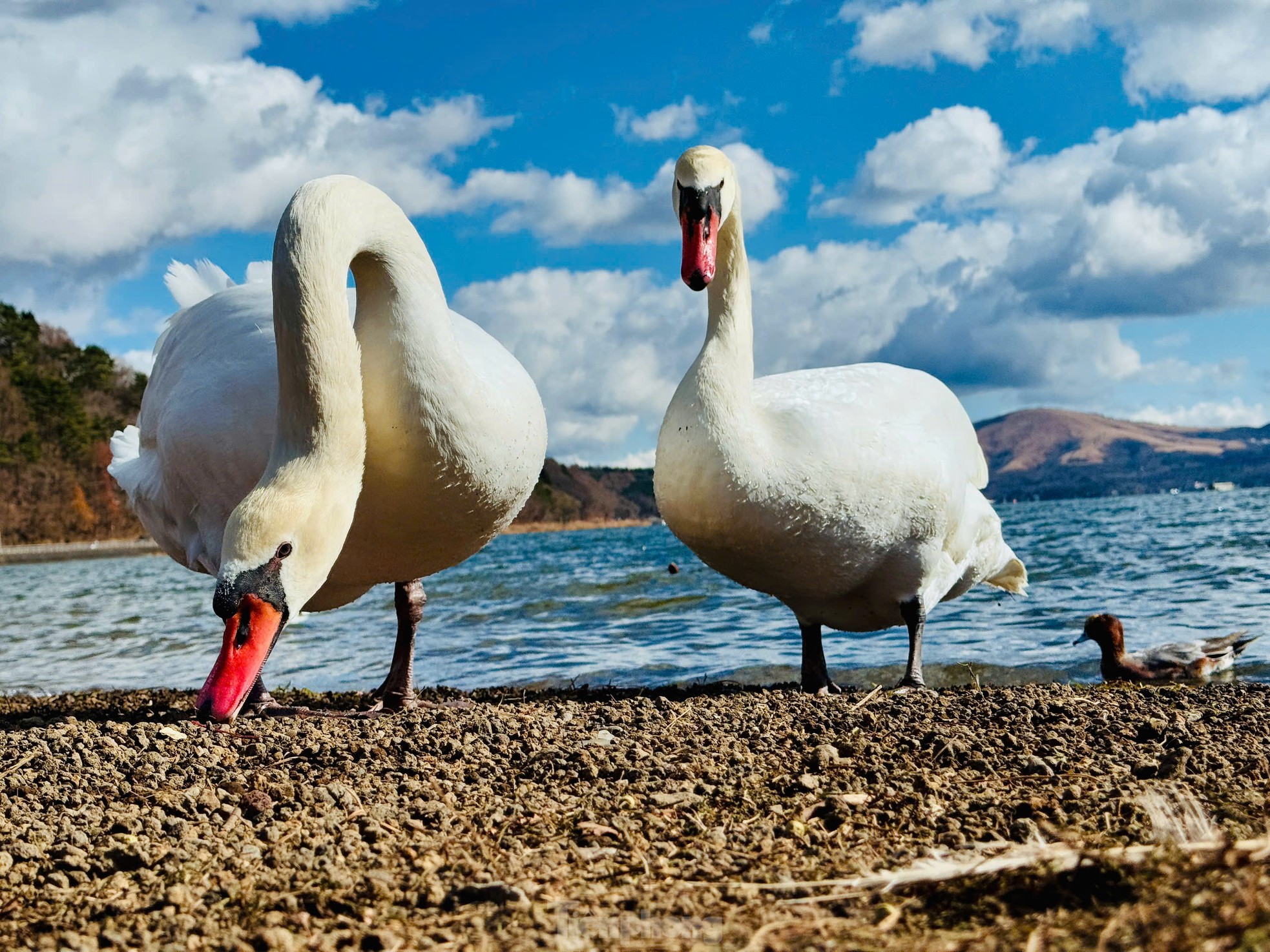 Admirez le paysage du lac des cygnes au pied du mont Fuji photo 6