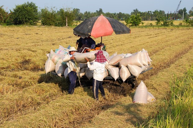 ราคาส่งออกข้าวของเวียดนามยังคงอยู่ใกล้ระดับสูงสุดในรอบ 2 ปี