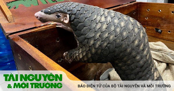 Sauvetage d'un pangolin doré extrêmement rare à Hoa Binh