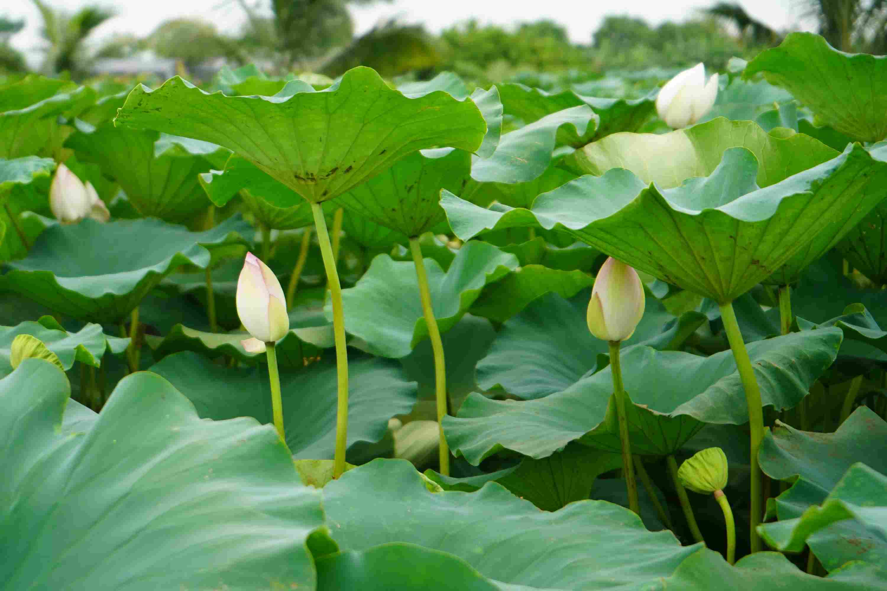 In Herrn Doans Lotusteich wachsen das ganze Jahr über Lotusblätter, Lotuswurzeln, Lotussprossen, Lotusherzen und Lotussamen... Foto: Mai Dung