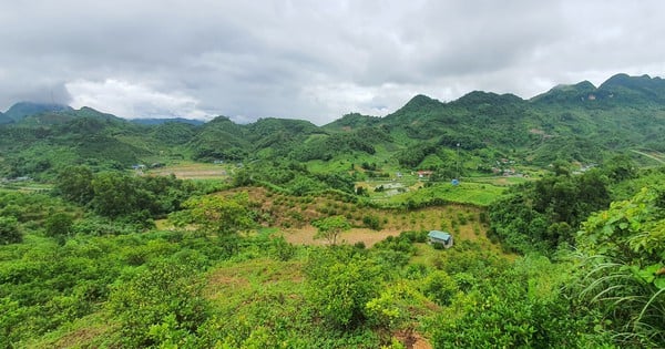 Planning to build the first high-tech forestry zone in Nghe An