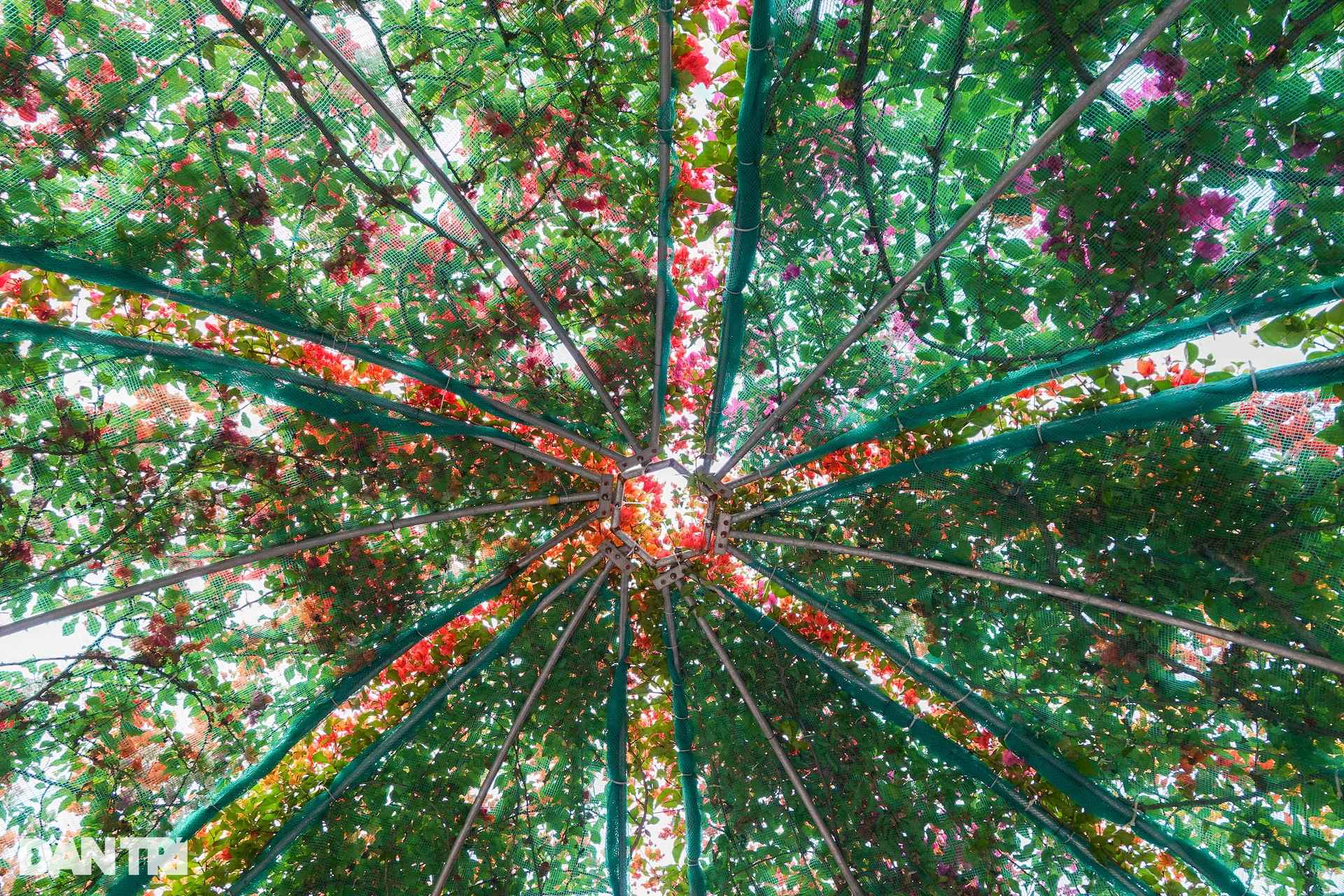 See two giant umbrellas made from paper flowers by an old farmer in the West