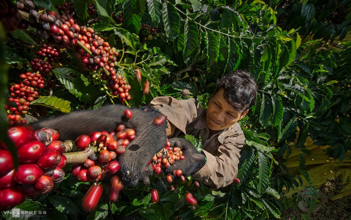 Les prix du café atteignent des niveaux records