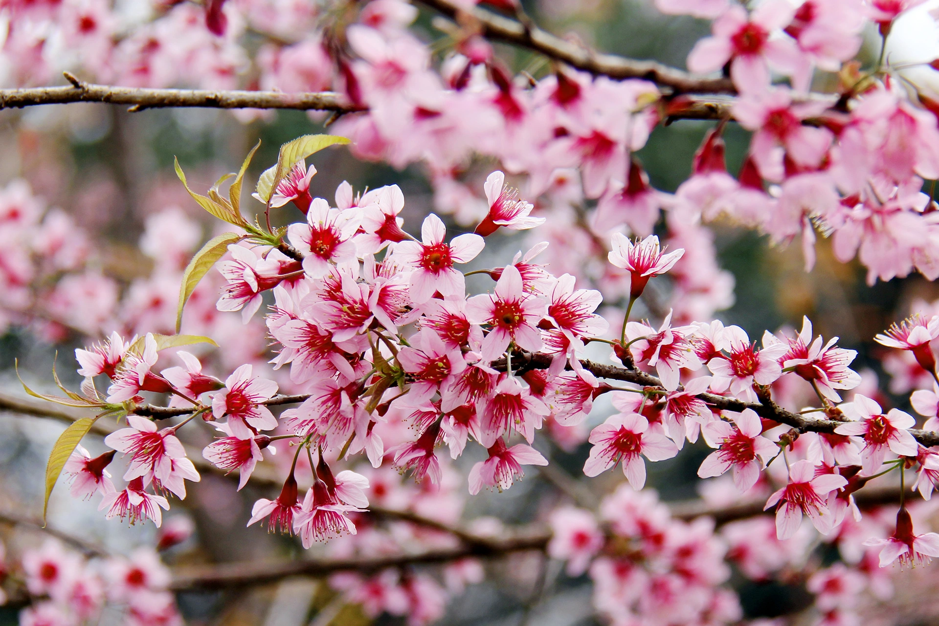 桜がマンデンをピンク色に染める