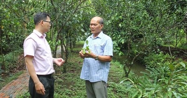 Nông dân Cần Thơ đầu tư mô hình du lịch nông nghiệp, trồng sầu riêng từ vốn tín dụng chính sách