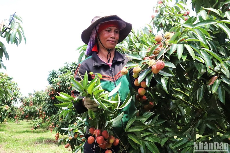 [Photo] Lychee harvest season in the Central Highlands photo 3