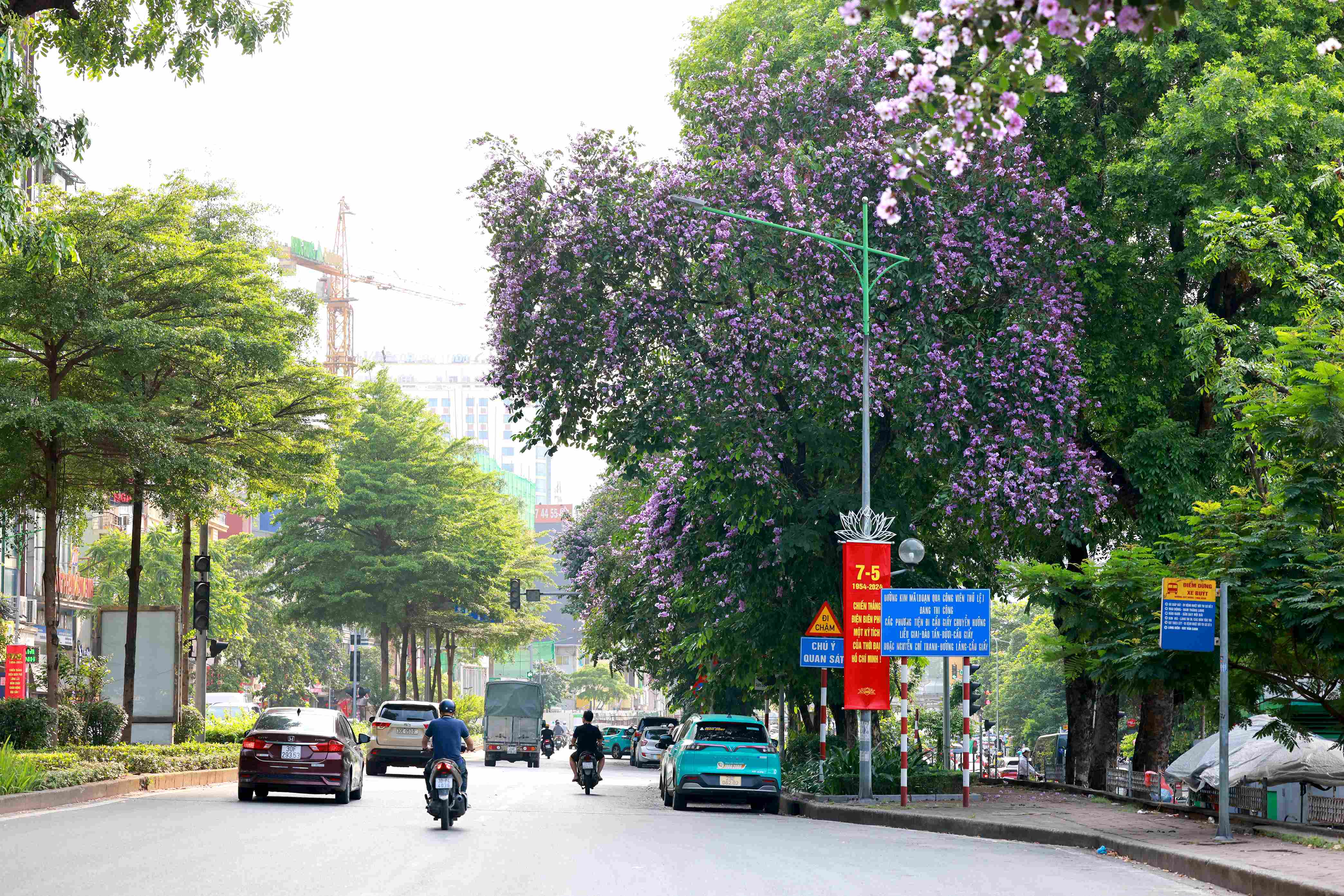 Kim Ma street is filled with purple flowers.