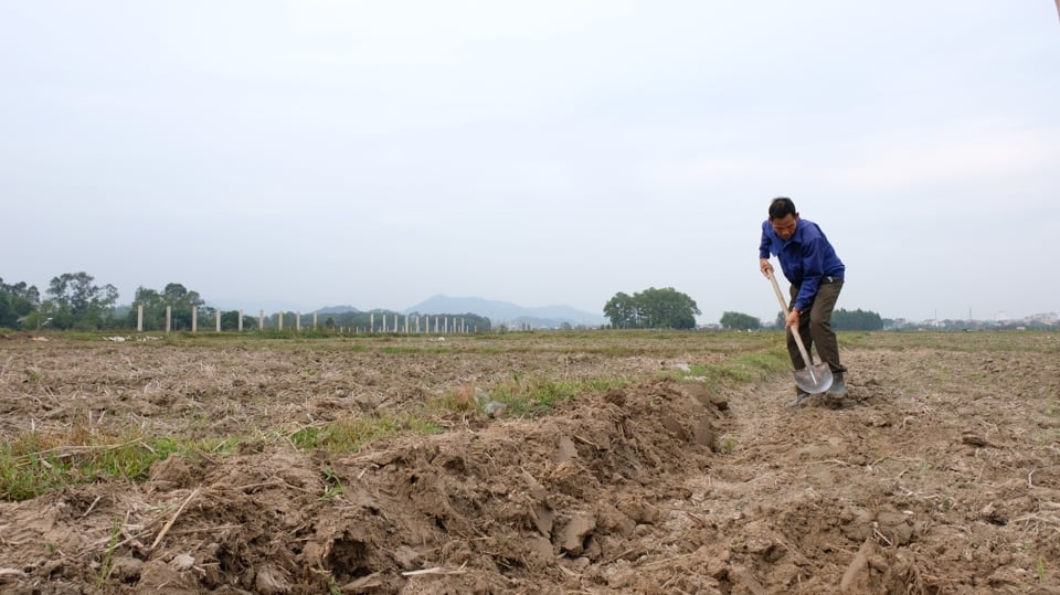People in Soc Son district are concentrating on preparing the land for spring rice planting.