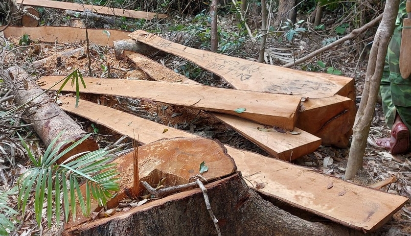 Procesamiento por tala ilegal de más de 48 m3 de madera en la comuna de Ya Hoi foto 1