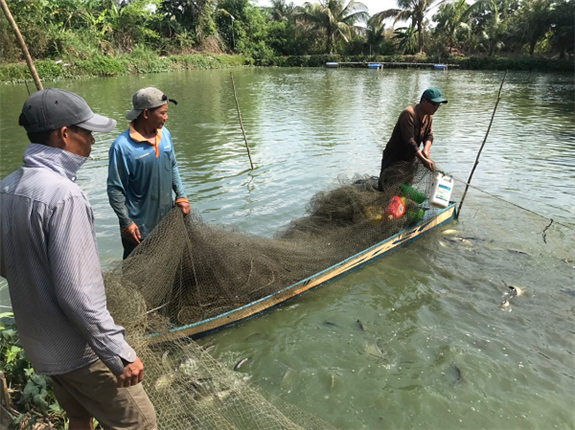 Đây là loài vật đẹp mã, dân Hậu Giang nuôi thành công dưới ao đất, bắt 10 tấn, bán 65.000 đồng/kg- Ảnh 1.