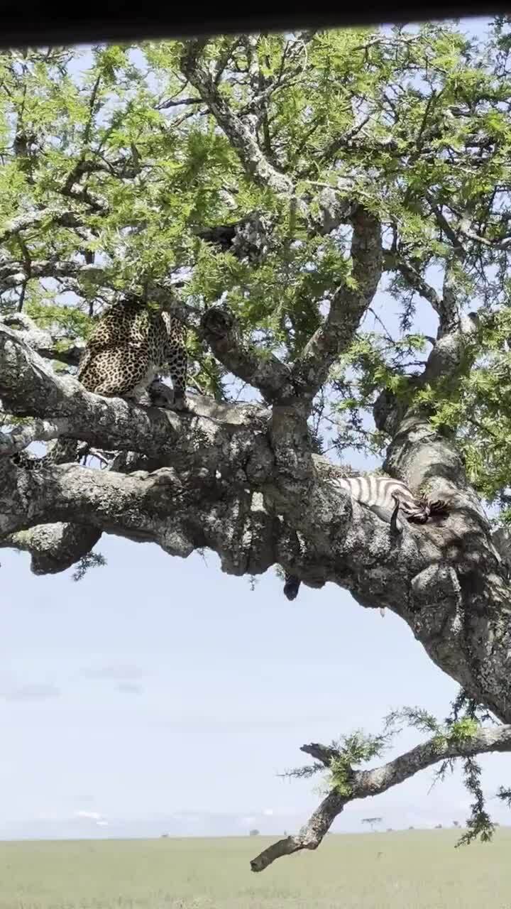 コブラがヒョウを脅して獲物を落として逃げさせる