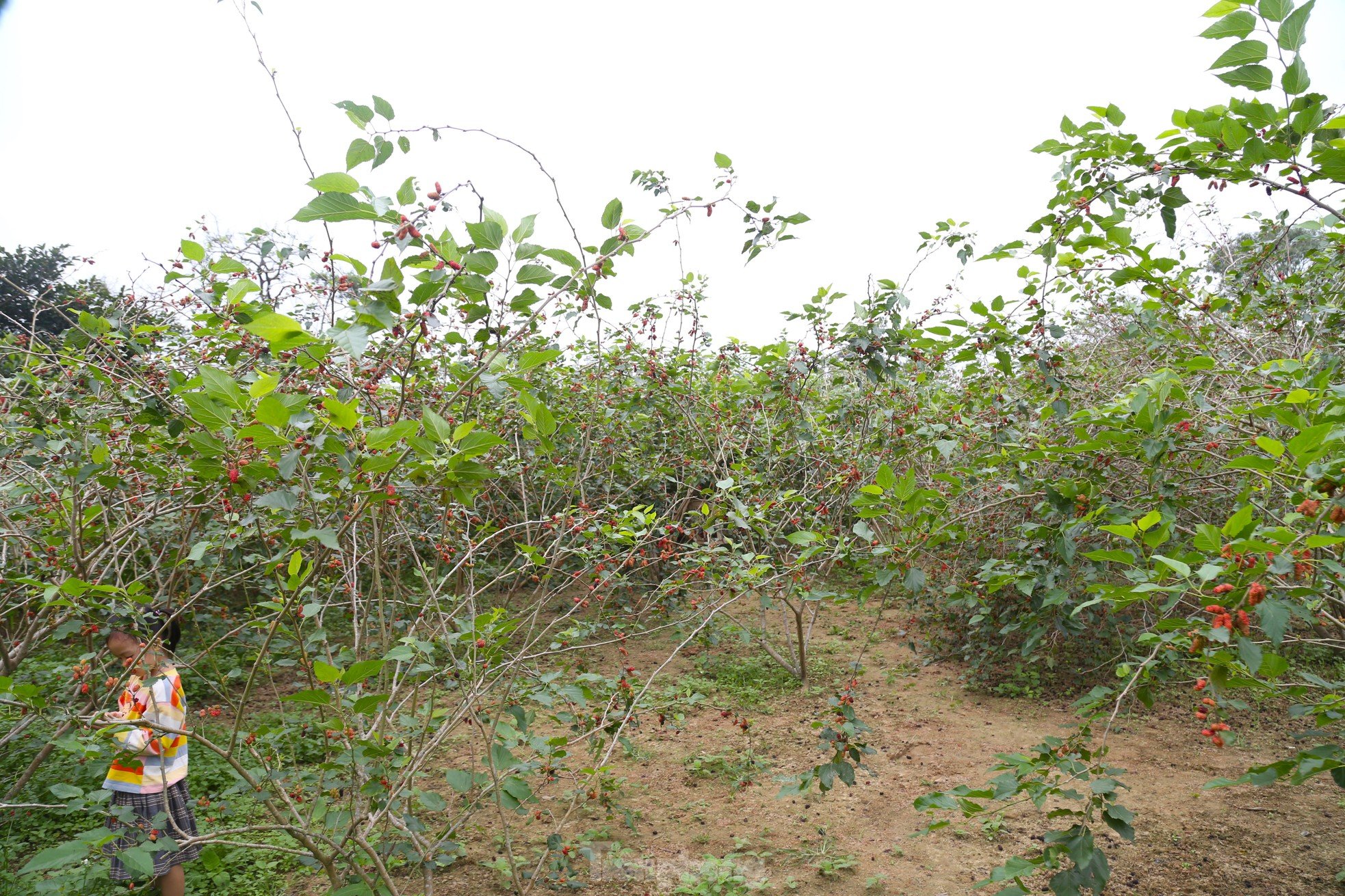 Moras rojas maduras, la gente en las comunas suburbanas está ocupada cosechándolas. Foto 1