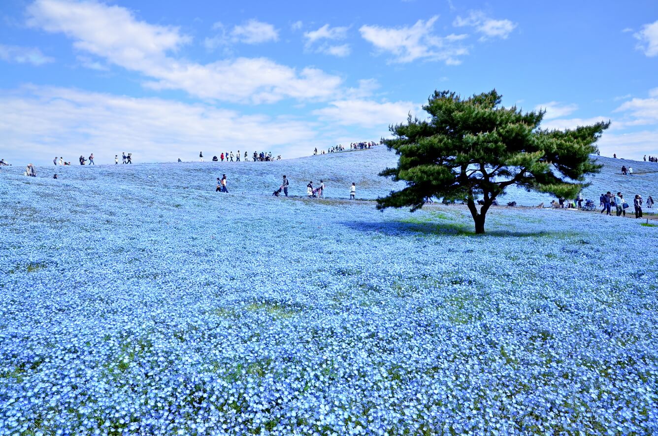 3. Nemophila ở Công viên ven biển Hitachi (Hitachinaka shi)