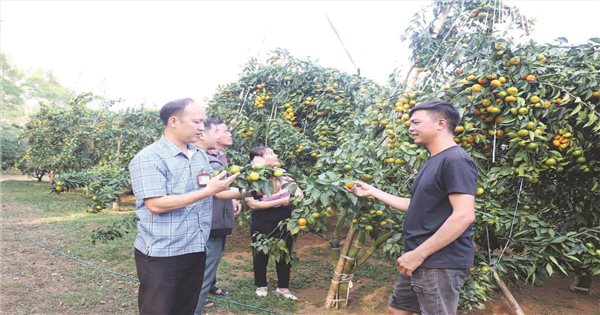 El árbol "millonario" en la tierra de Chi Lang