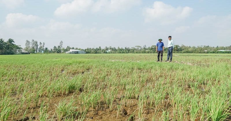 ស្រូវ​រាប់​ពាន់​ហិកតា​នៅ​ខេត្ត​សុកត្រាំង​ប្រឈម​នឹង​ការ​ខូច​ខាត​ដោយសារ​ខ្វះ​ទឹក​សាប។