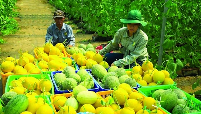 By 2030, Vinh Long will be a high-tech, ecological agricultural province.