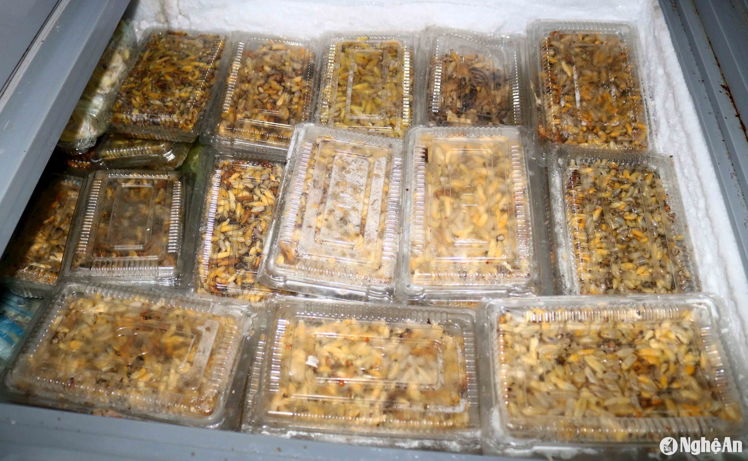Người dân Nghệ An đổ xô vào rừng săn tổ ong, vài ngày lại có thương lái Trung Quốc đến mua, trả giá tiền triệu- Ảnh 10.