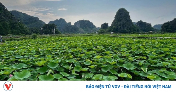 Hang Mua attracts tourists with special lotus lake during September 2nd holiday