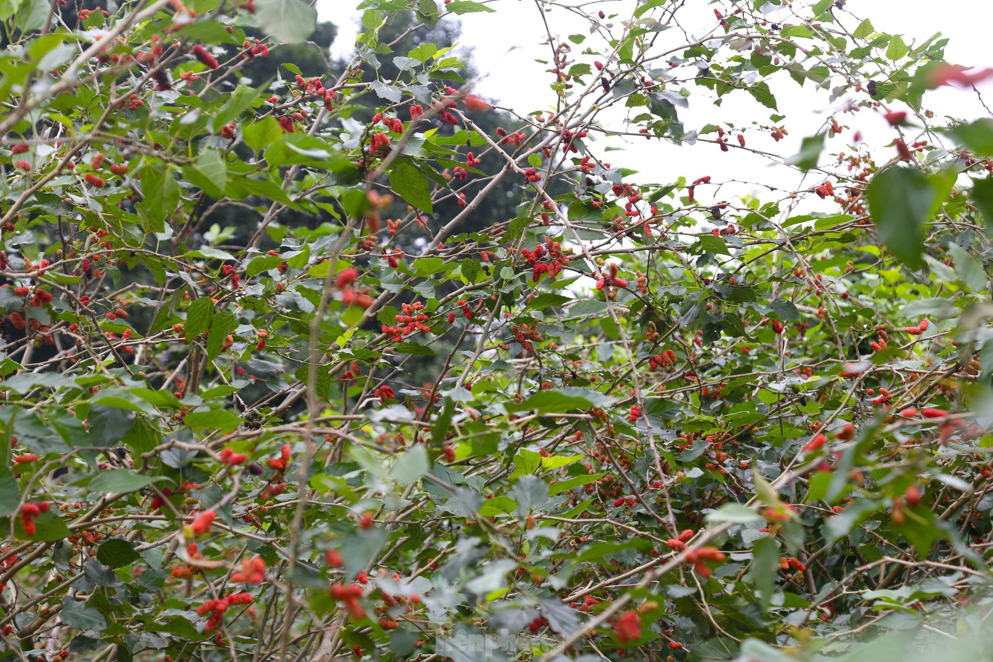 Moras rojas maduras, la gente de las comunas suburbanas está ocupada cosechándolas. Foto 7