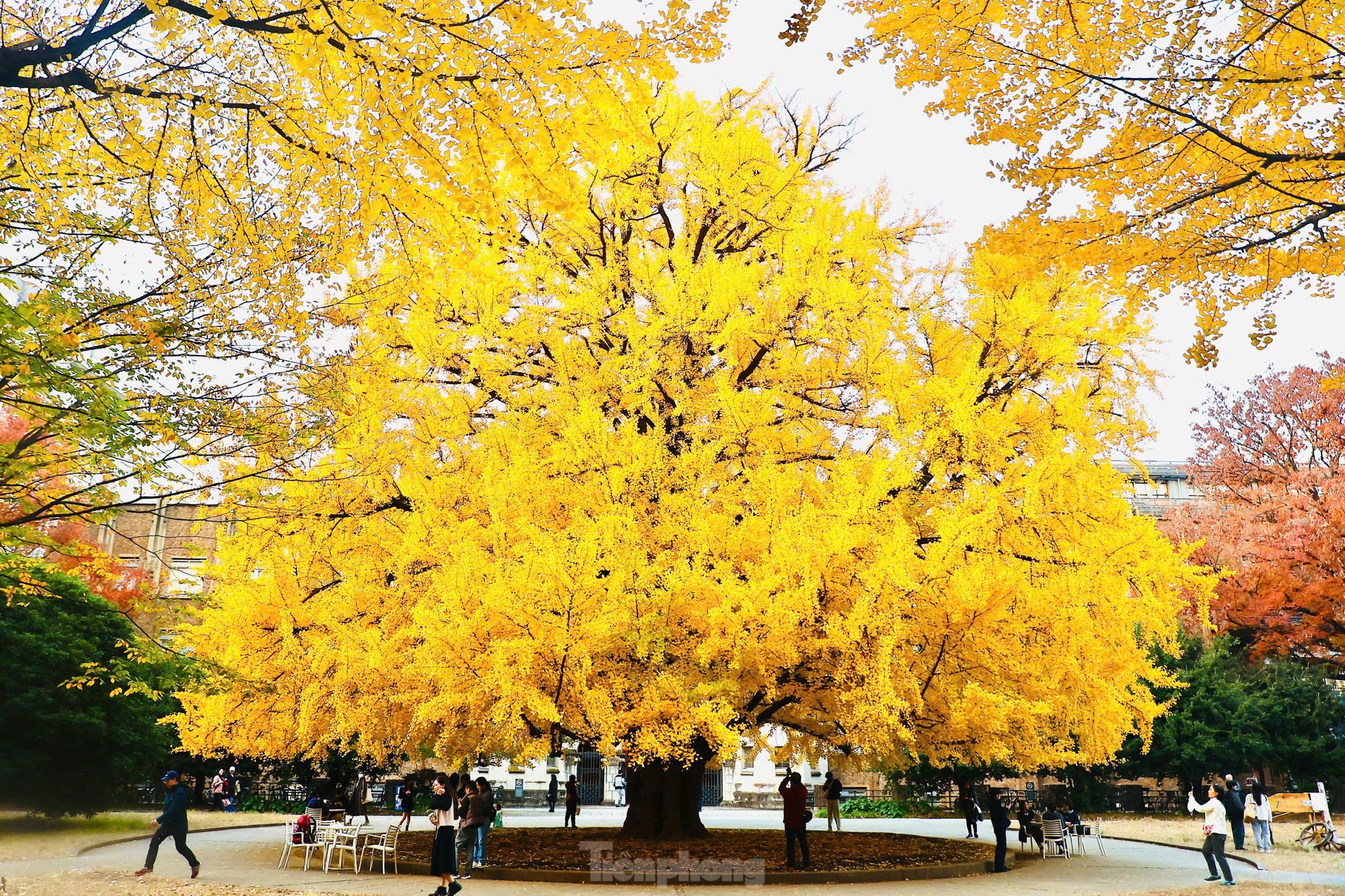 Fasziniert von der Herbstlandschaft mit roten und gelben Blättern in Japan, Foto 20