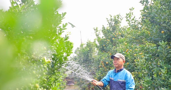 Kumquats turn yellow, Tu Lien gardeners are busy preparing for Tet