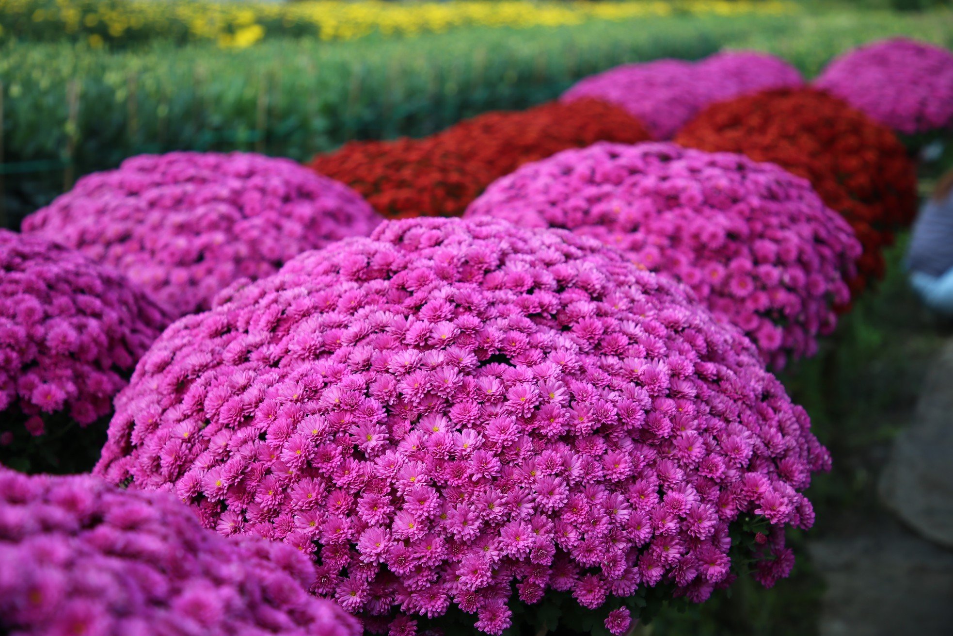 El centenario pueblo de flores de Can Tho es de una belleza brillante cerca de Tet, foto 8