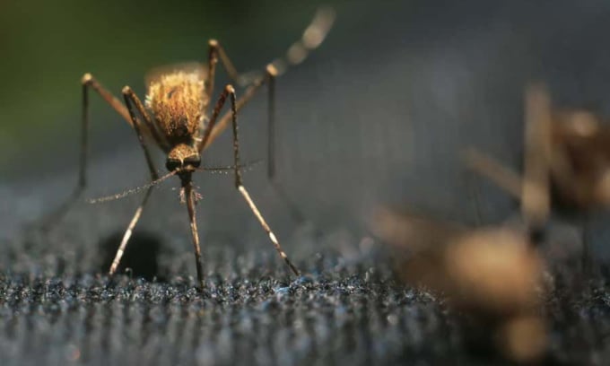 A mosquito's proboscis can pierce through many types of fabric. Photo: Borkin Vadim