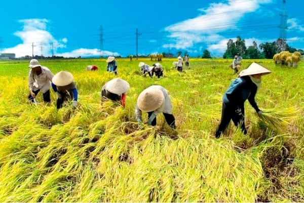 El precio del arroz disminuyó en 200 VND/kg; Aumentan las exportaciones de arroz