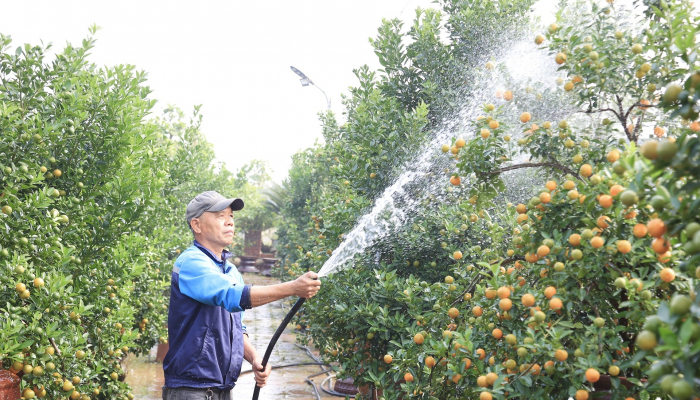 Les producteurs de kumquat de Tu Lien s'affairent à préparer le Nouvel An lunaire 2025