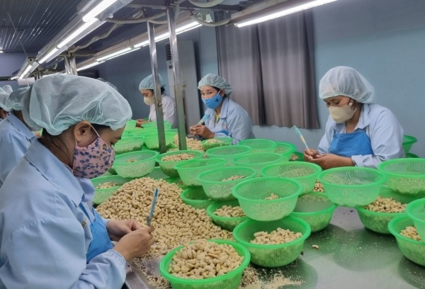 Reshaping the global cashew supply chain