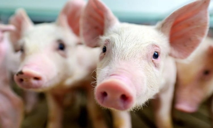 La Chine réussit à cultiver des reins humains à partir d'embryons de porc