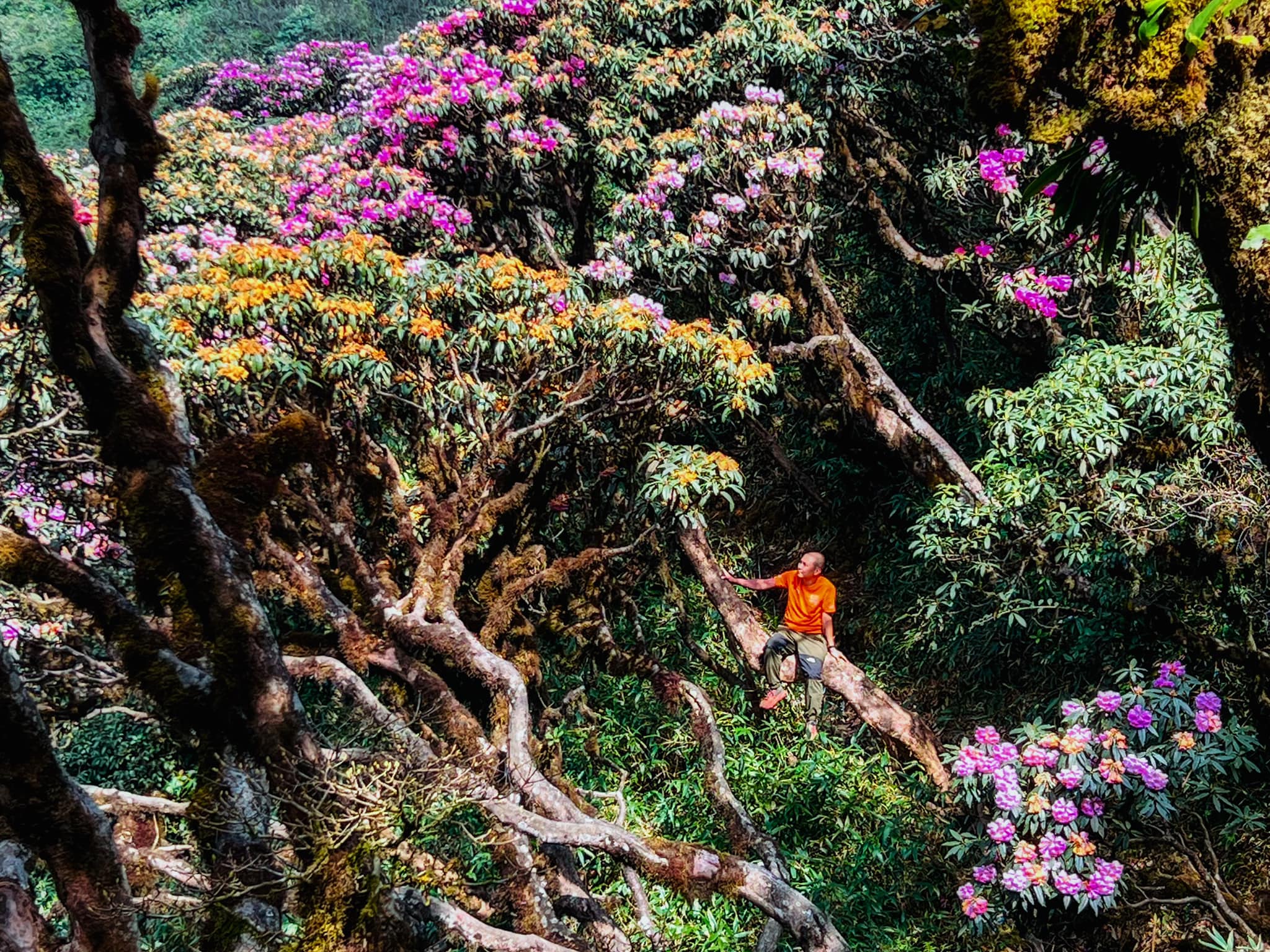 Les pentes de la montagne Putaleng appartiennent aux communes de Ho Thau, Giang Ma et Ta Leng avec une végétation extrêmement diversifiée. En chemin vers la montagne, les visiteurs découvrent de nombreux types de terrains et de forêts différents, faisant de chaque étape une nouvelle découverte.