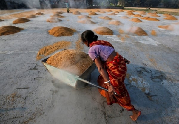 Domino effect from rice export bans puts market in competitive position