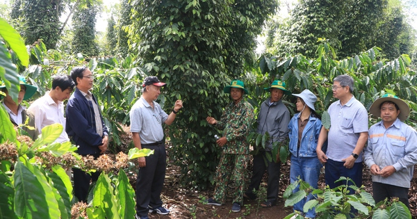 Chuyên gia, nhà khoa học đến tận vườn trao đổi với nông dân về mô hình canh tác cà phê thông minh