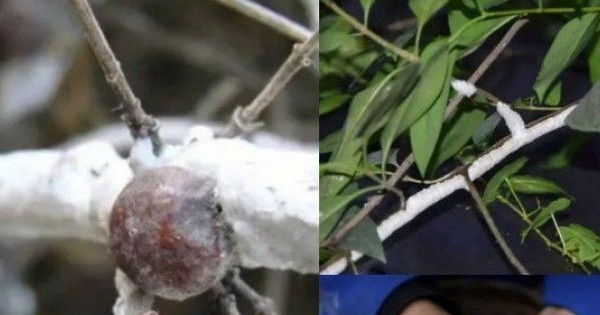 Dejar que estos insectos cubrieran el árbol, pensé que era una locura, pero resultó que el viejo granjero estaba chupando dinero como si fuera agua.