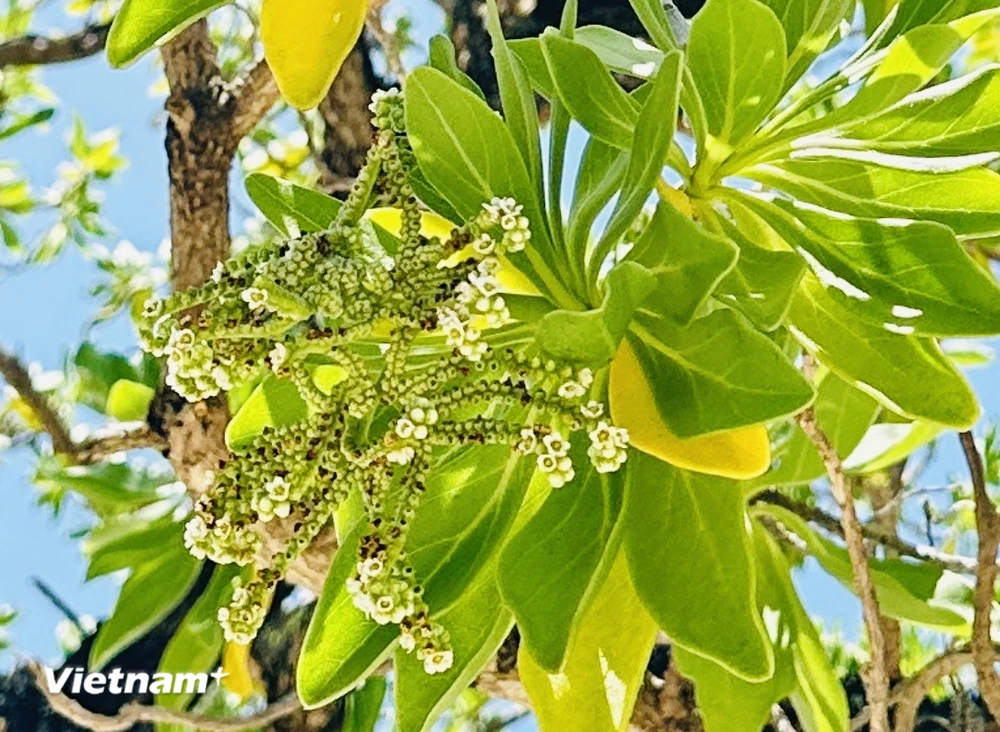 Ngoài bàng vuông, ở Trường Sa còn có 2 loài cây có sức sống dẻo dai và bền bỉ, đó là cây gì?- Ảnh 7.