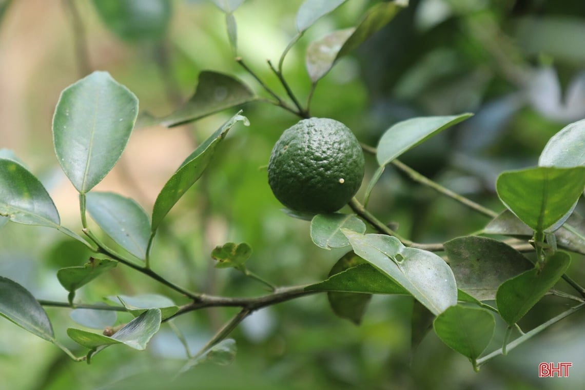 Farmer Vu Quang digs pond to store water to prevent drought for oranges