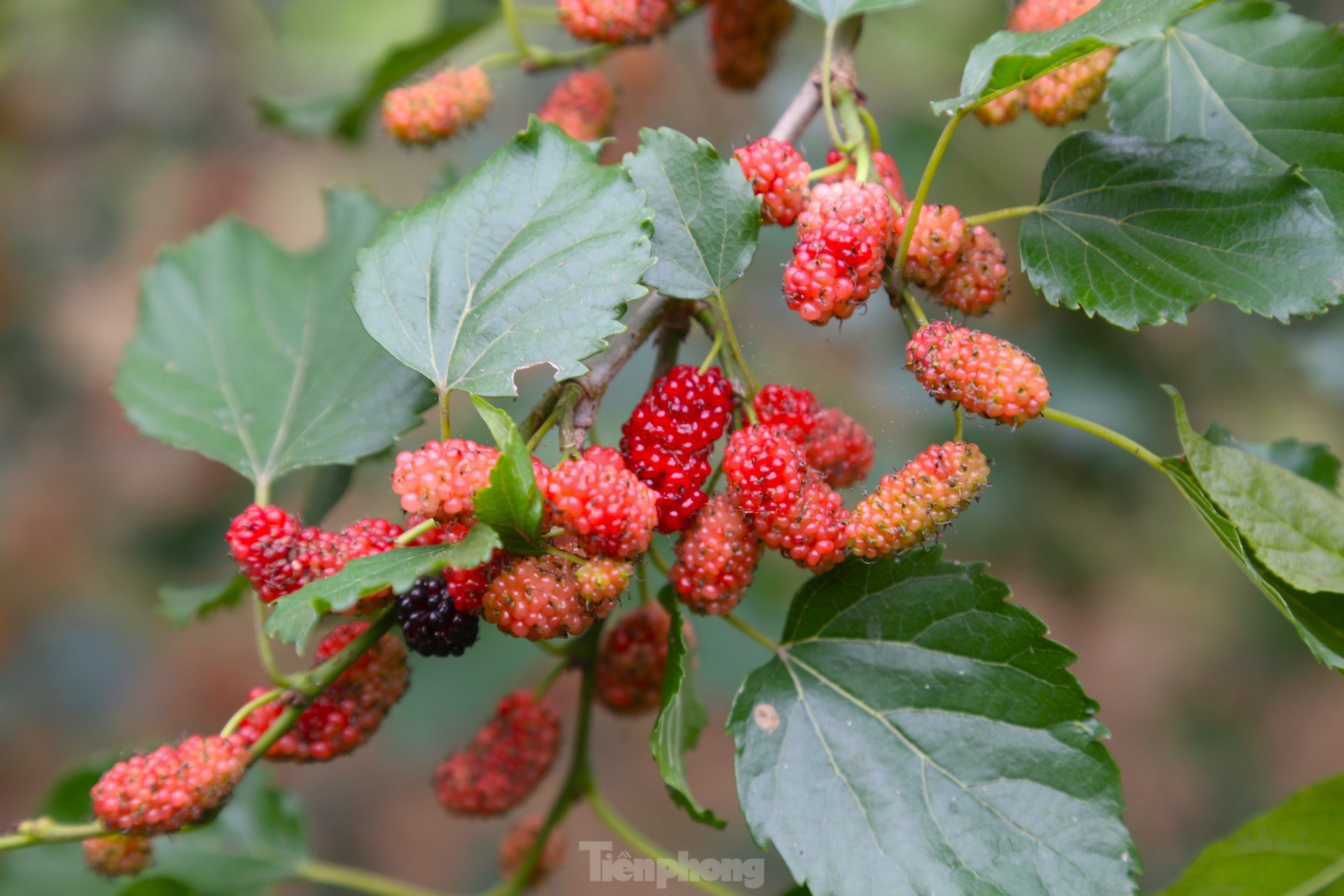 Moras rojas maduras, la gente en las comunas suburbanas está ocupada cosechándolas foto 10